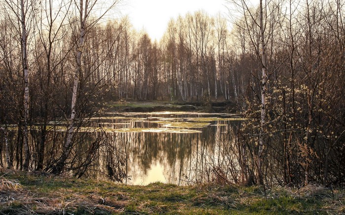 Lake and birch trees in autumn