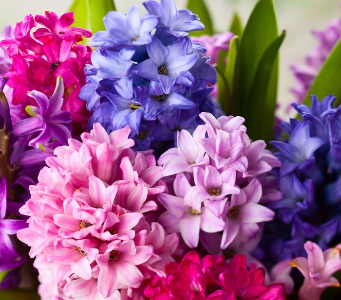 Vibrant Closeup of Multicolored Hyacinth Flowers