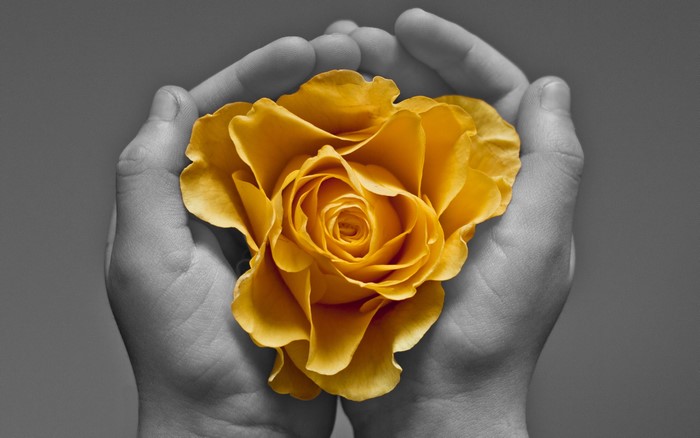 Yellow rose held in cupped hands