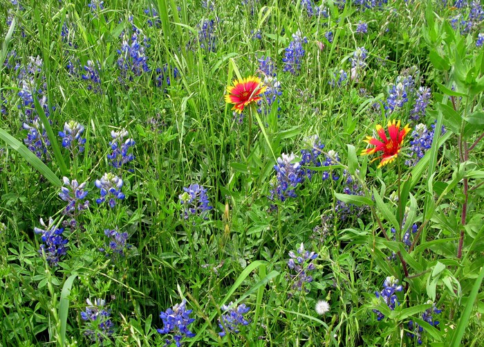 Field of Bluebonnets and Indian Blanket Flowers