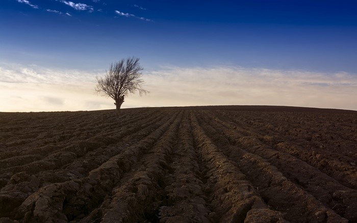 A lone tree on a plowed field under a blue sky