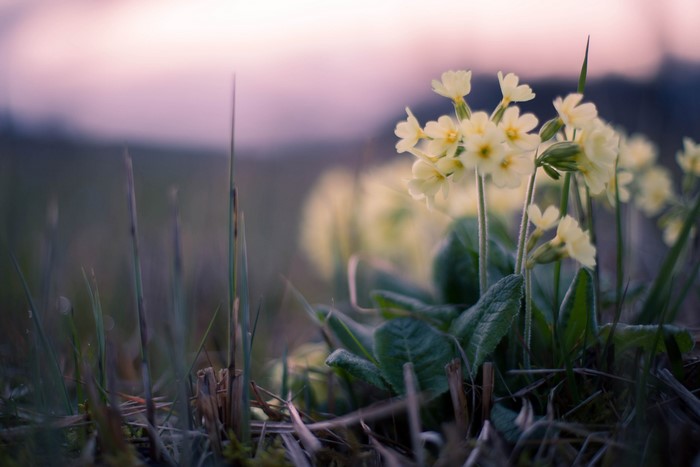 Yellow primrose flowers in grass