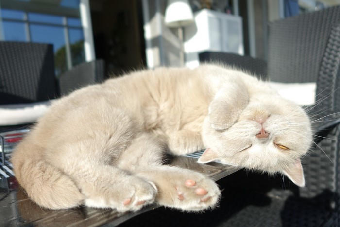 Cream cat sleeping on a table