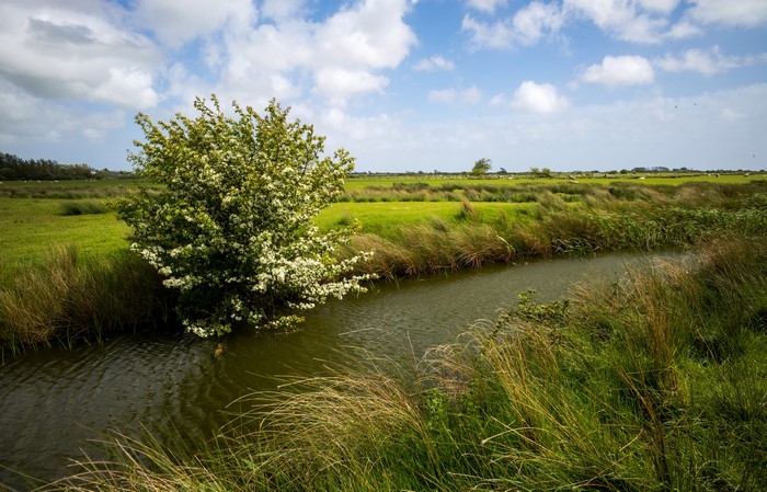 River and flowering bush in grasslands under clouds