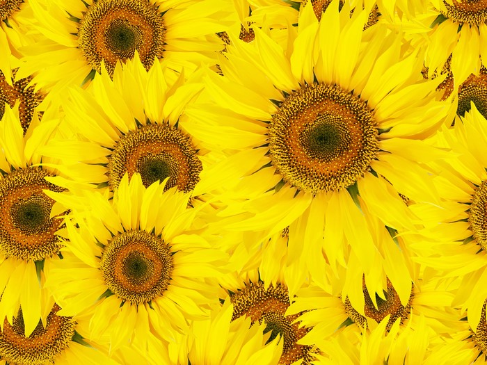 Sunflowers closeup