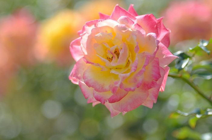 Close-up of a pink and yellow rose