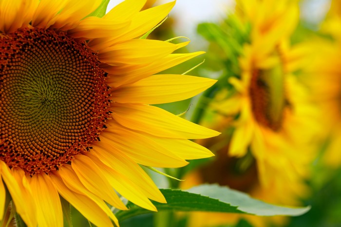 Sunflowers Closeup 4K