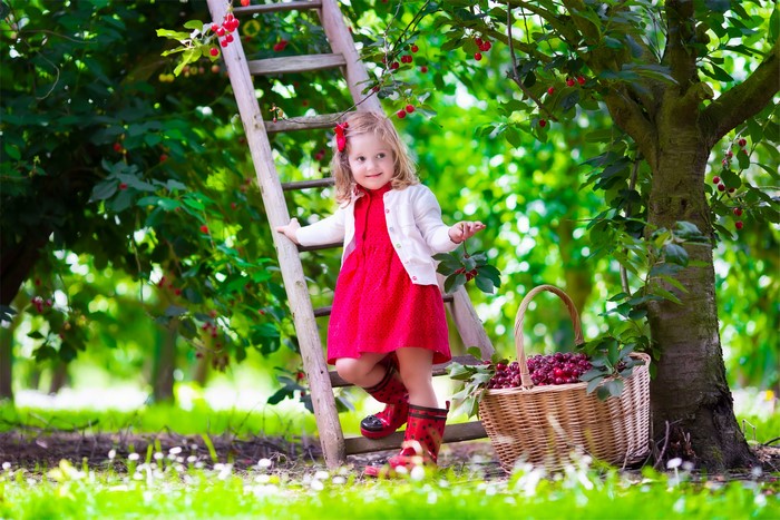 Little girl picking cherries on a ladder