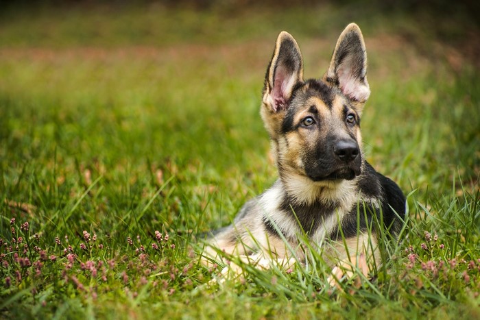 German Shepherd Puppy Lying in Grass