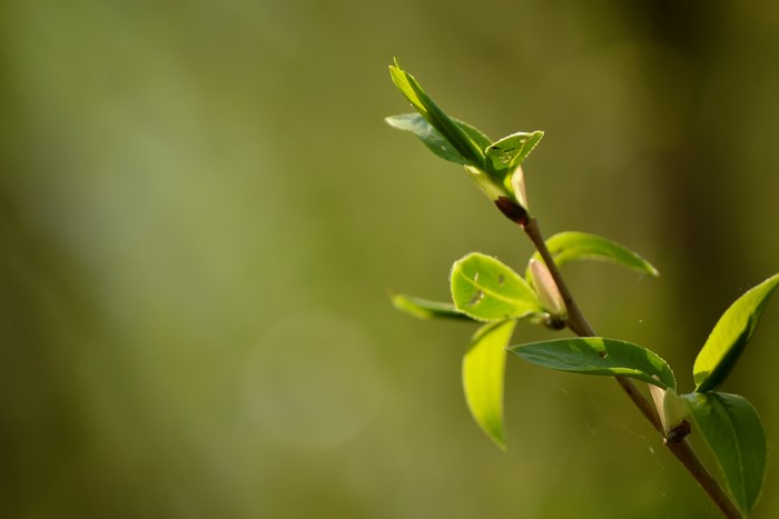 Spring Branch with New Leaves