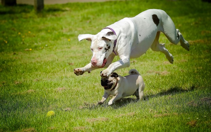 Great Dane and Pug playing in grass