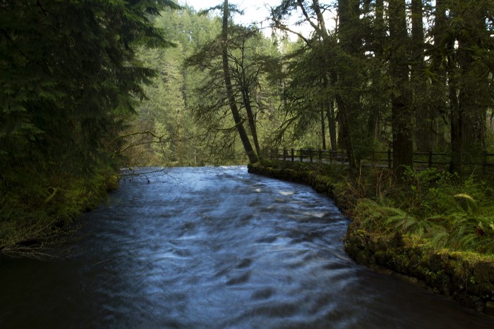 River flowing through a forest at Silver Falls State Park