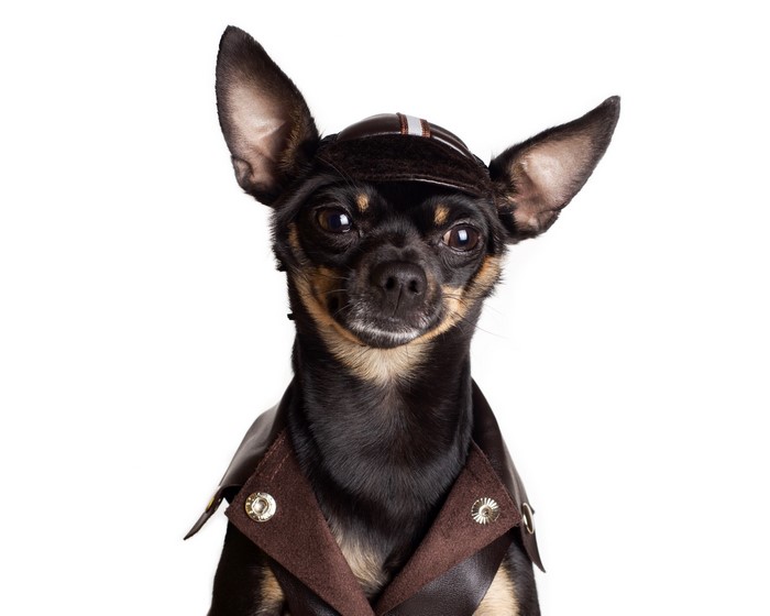 Toy terrier dog wearing a pilot hat and jacket