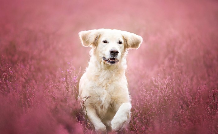 Golden Retriever running through a field of pink flowers