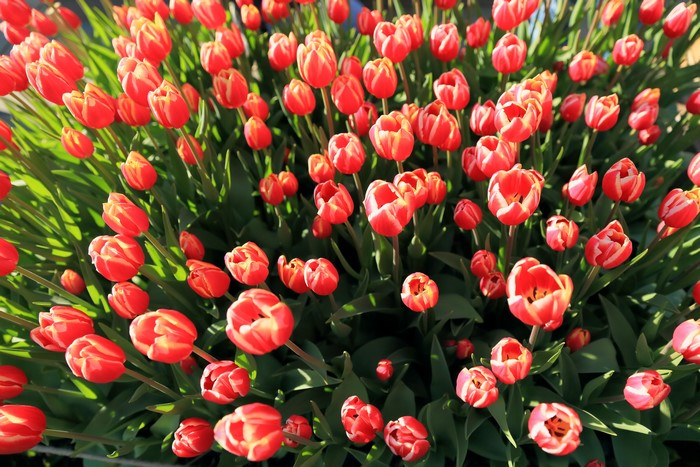 Many red and yellow tulips