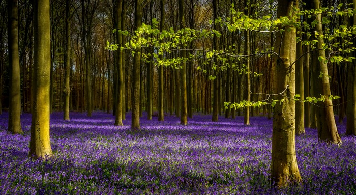 Forest floor covered in bluebells with trees
