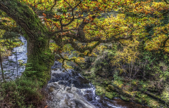 Mossy Tree Trunk by River in Scotland