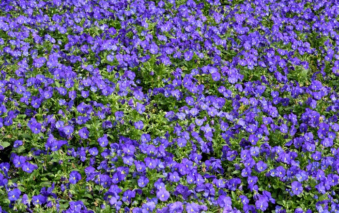 Many violet pansies in a field