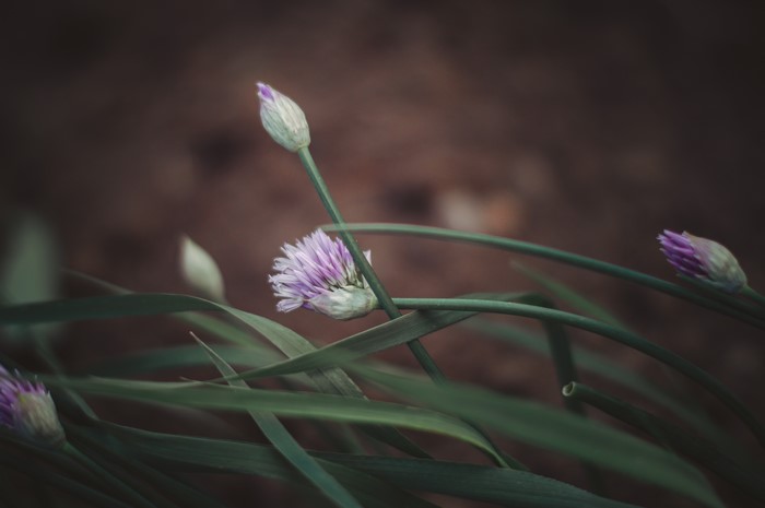 Chives flower buds and leaves