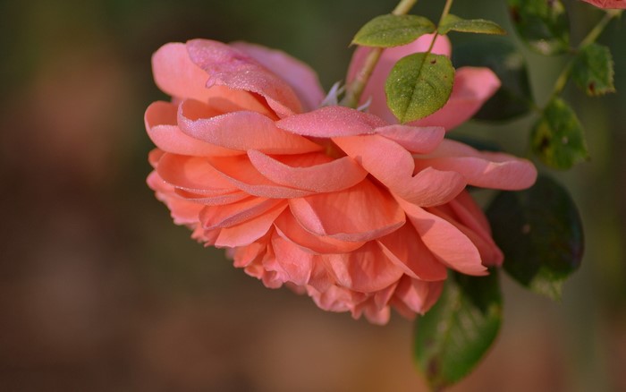 Close-up of a pink rose with dew drops