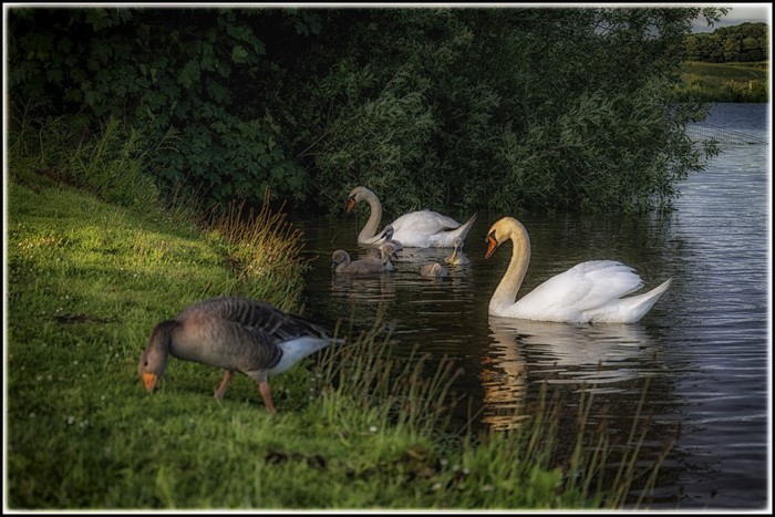 Swans and gosling on a lake with a goose on the grass