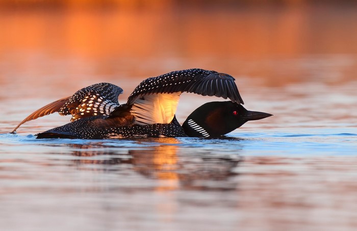 Great Northern Loon on Water