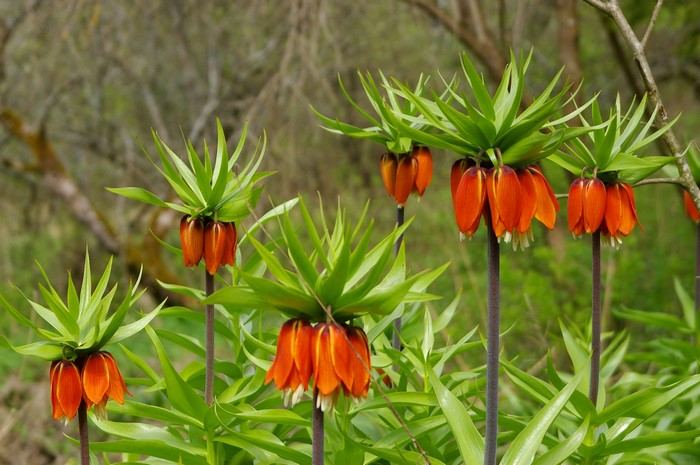 Orange Fritillaria imperialis flowers in bloom