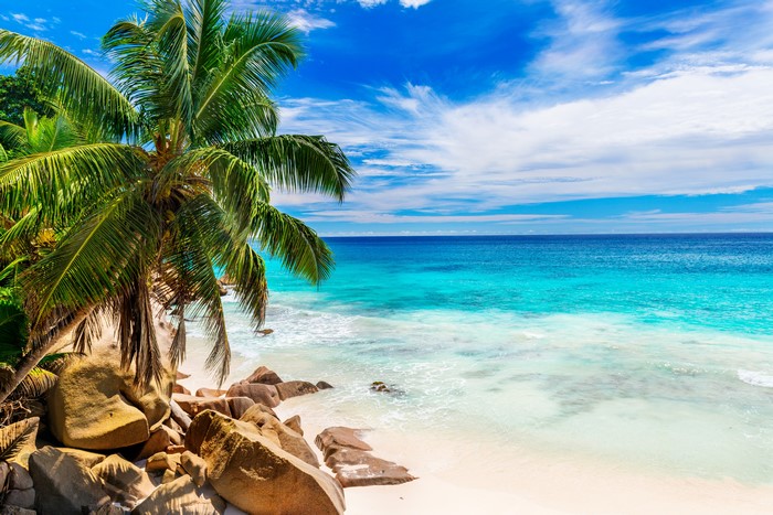 4K Tropical Beach with Palm Trees and Blue Sea