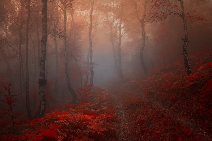 Misty forest with red ferns and birch trees