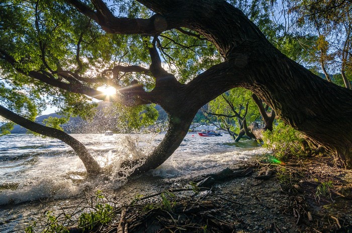 Waves crashing on a tree by the lake with sun rays