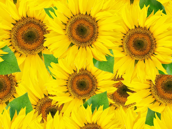 Sunflowers Closeup Yellow