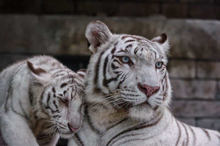 Two white tigers, one adult and one cub