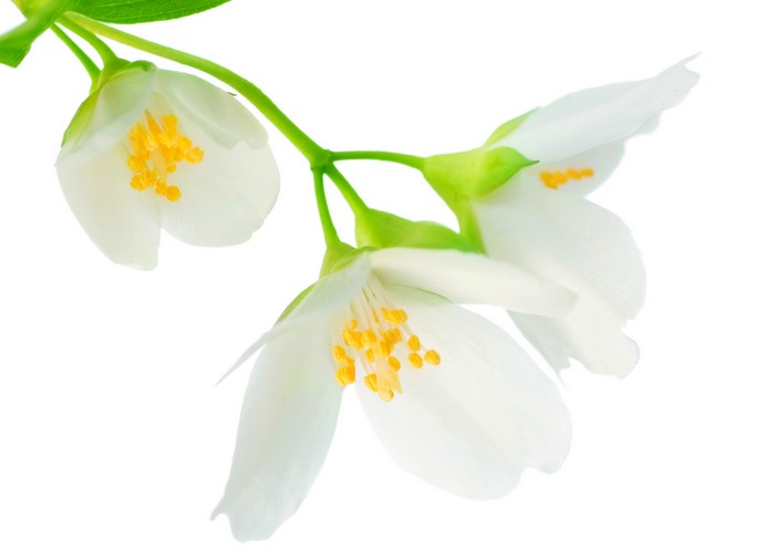 Jasmine flowers closeup