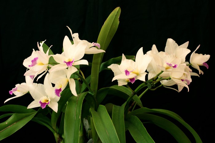 White orchids with purple and yellow centers