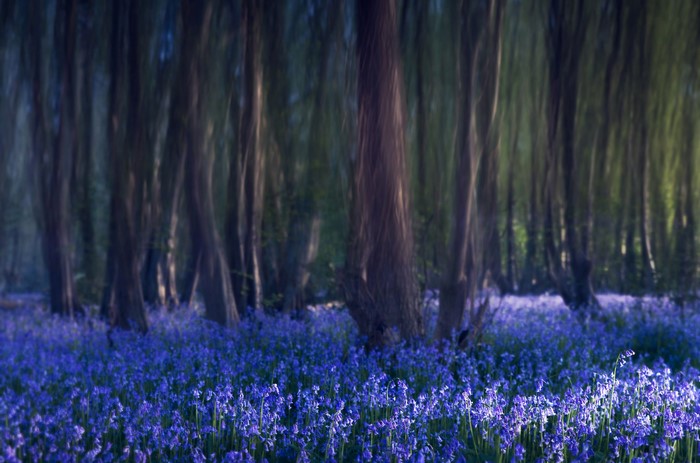 Bluebells in a forest with trees