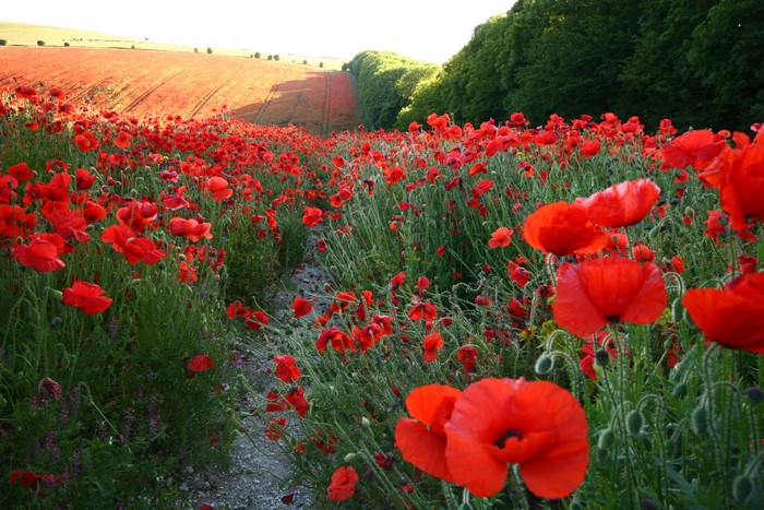 A field of red poppies with a path