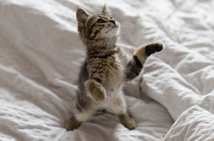 Tabby kitten standing on hind legs on a white blanket