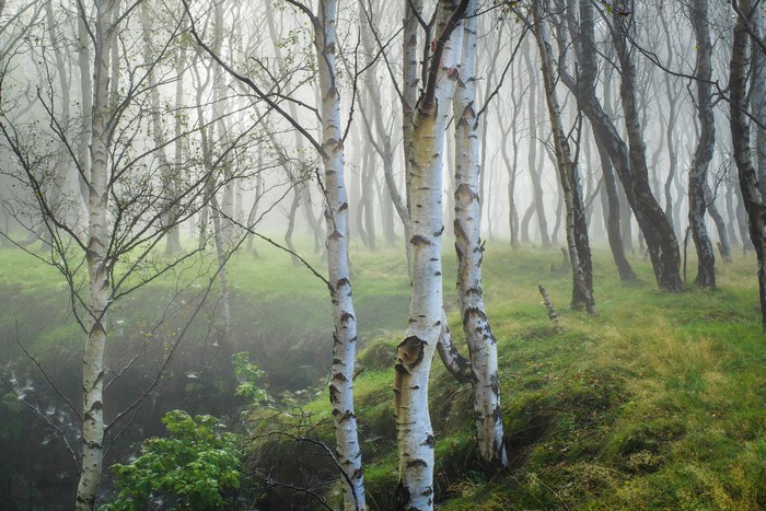 Birch trees in a misty forest