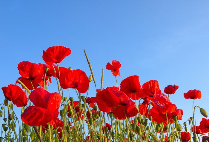 Field of red poppies under a clear blue sky