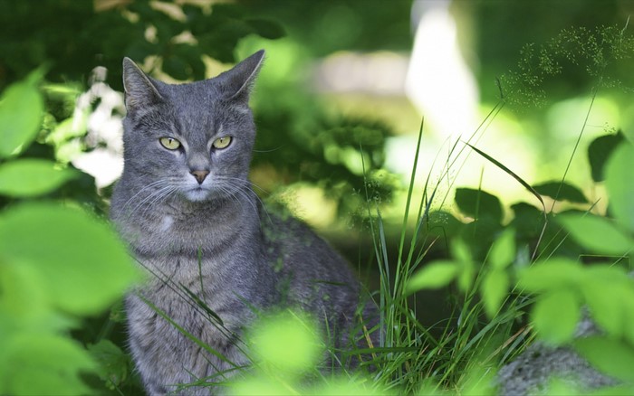 Grey cat sitting in green foliage