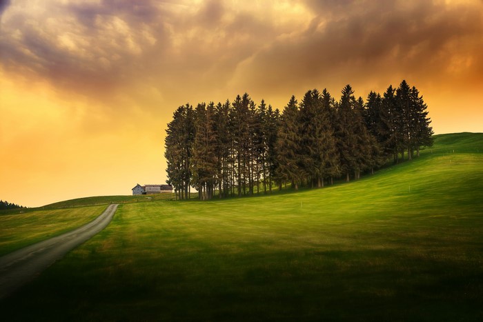 Road leading to buildings past a line of trees on a grassy hill
