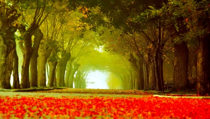Autumn avenue lined with trees and covered in red leaves