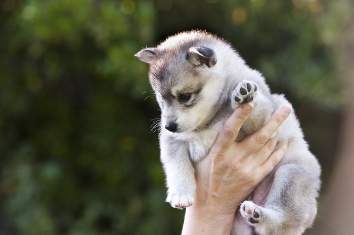 Husky Puppy Held in Hands