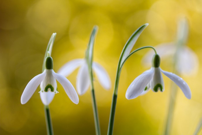 Close-up of three white snowdrop flowers with green markings