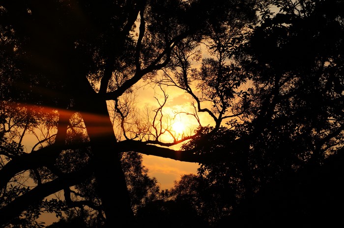 Sunset through silhouetted trees with light rays