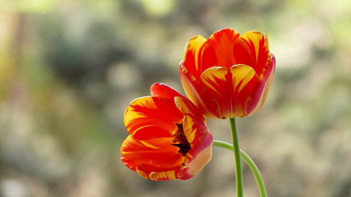 Two red and yellow tulips in close-up