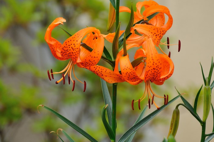 Close-up of Orange Tiger Lilies with buds
