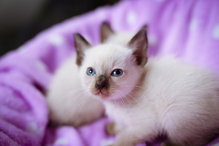 Two Siamese Kittens with Blue Eyes on a Purple Blanket