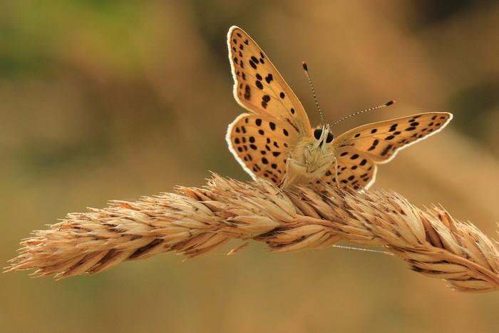 Orange butterfly with black spots on a wheat stalk