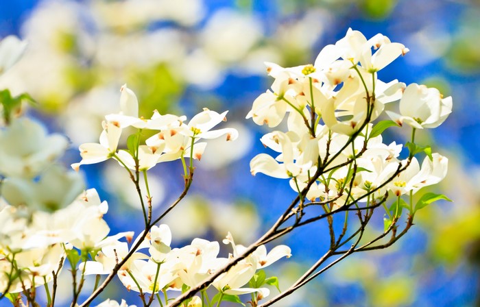 White Dogwood Flowers Blooming on Branches